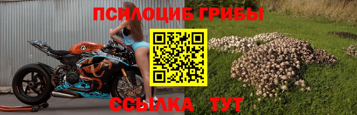 Псилоцибиновые грибы GOLDEN TEACHER Серов